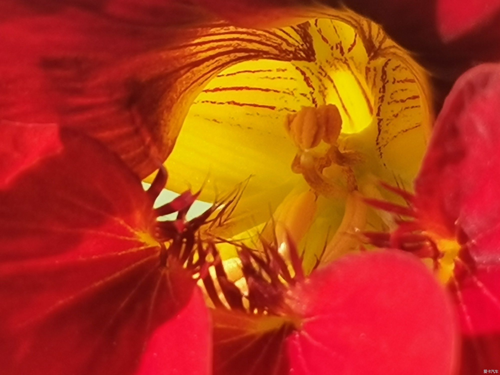 妈妈家的花