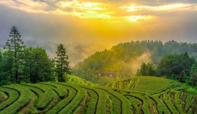 大田 开茶喽!三明大田“美人”娇艳绽放