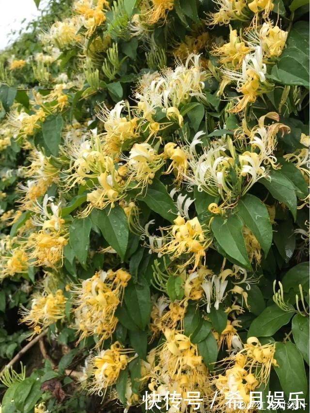 自带香味还能泡水喝的6种花,阳台养一盆,堪比小药箱