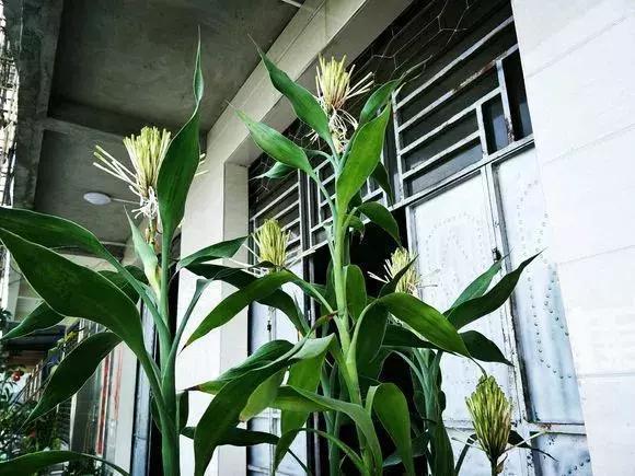 4种花有灵性,平时难开花,一有好事就开花!