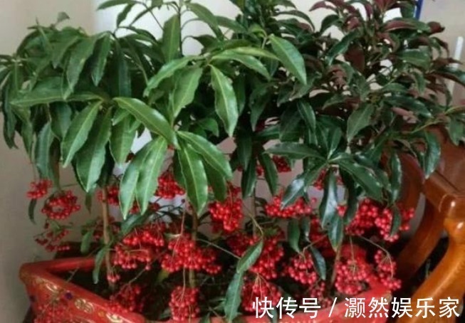 3种能“镇宅又聚财”的花,每个都是财神爷,财运福气挡不住!