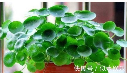 以下这“3种花”,就是喜欢“水”,蹿叶蹿不停,“易爆盆”