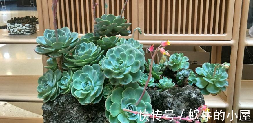 多肉|有些人多肉养不好，却该怪自己“太勤快”，有你吗？