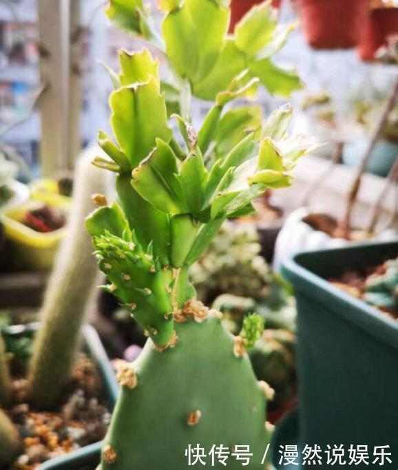 宝塔|仙人掌嫁接蟹爪兰,选对“砧木”变“九层宝塔”,太惊艳了