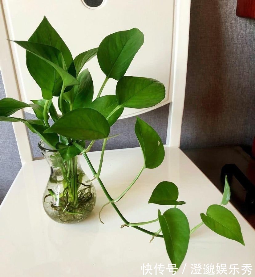 清新|家里有不用的瓶子,拿来水培3种绿植,简单好养清新漂亮