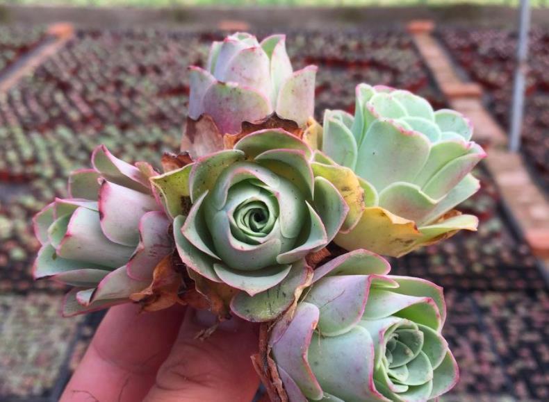 天热|此款多肉叶子像玫瑰花,高贵漂亮,满足5点养成老桩,格外讨喜