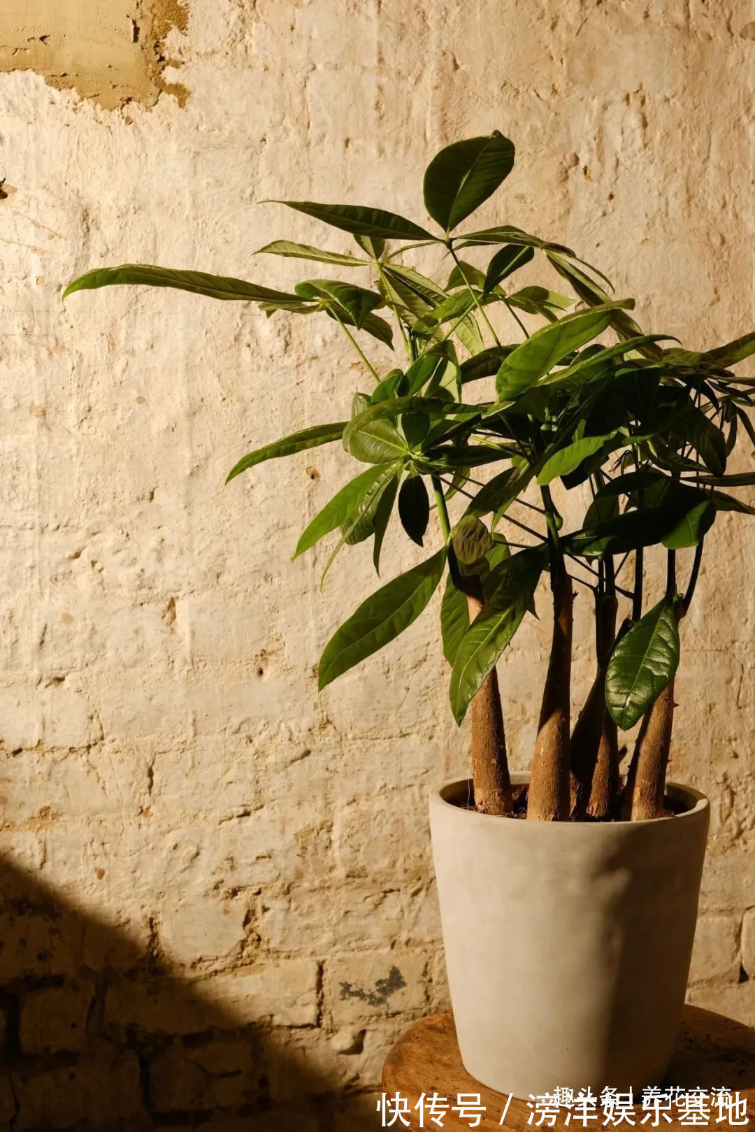 仙客来|勤养鱼,懒养花,10种要粗养才长得好的室内盆栽