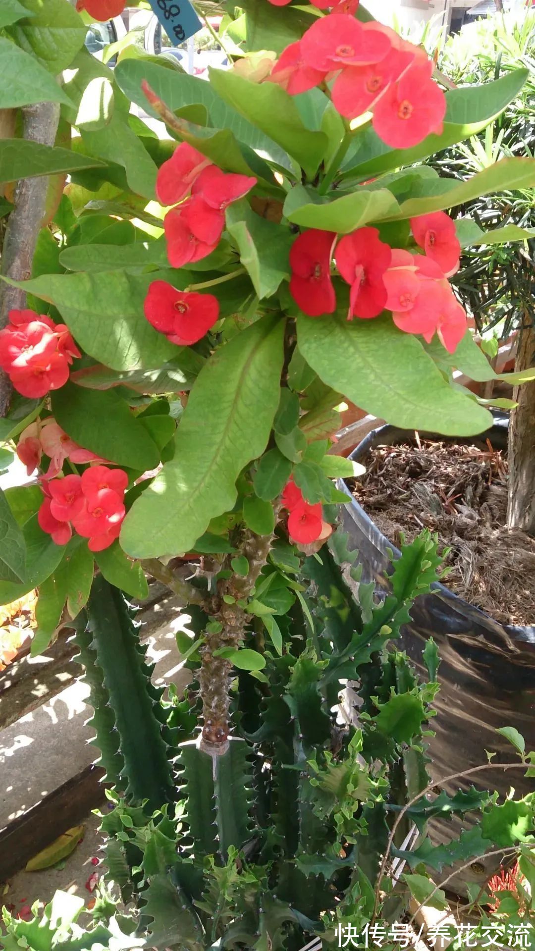 阳台养盆栽铁海棠四季开花的技巧,做好这几点特别关键