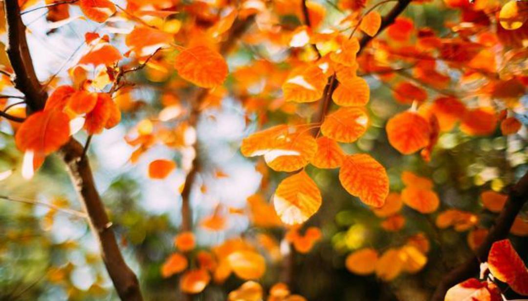 清代诗人赵翼一首唯美的诗,开篇两句很平淡,最后两句美得惊艳