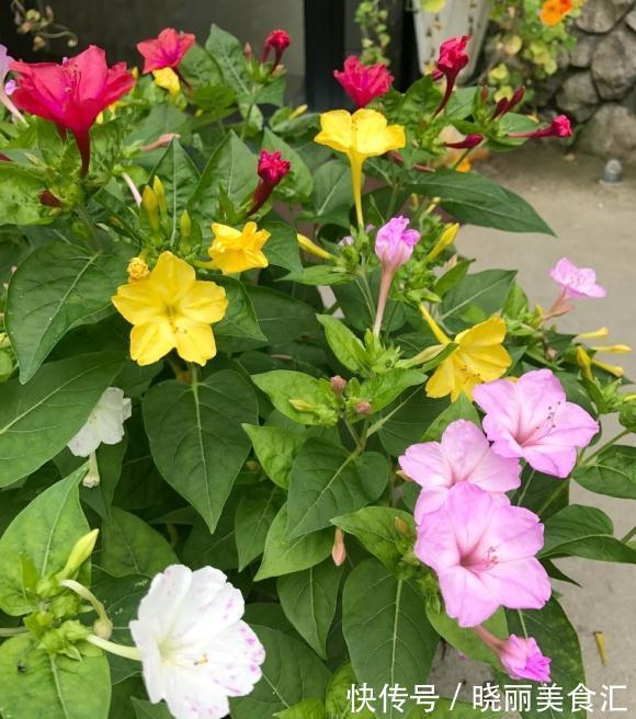 活了30年才知道它叫紫茉莉,花一开就该回家做饭了