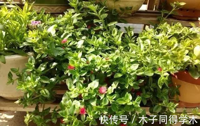 生根|立秋后，建议扦插6种花，温度适宜“利于”生根，成活率高