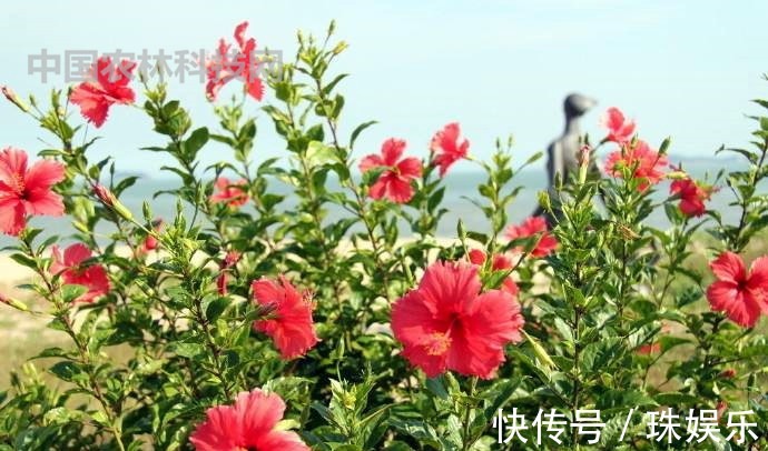 养护|高颜值的扶桑花,这样养护花朵更艳,花期更长久