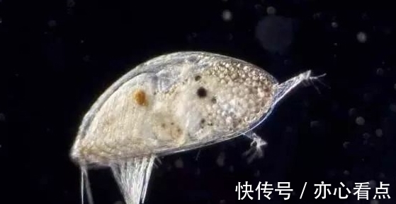 “北京烤鸭大举入侵！”新西兰部长一句话引爆舆论矛头指向华人！赶海禁令已发布