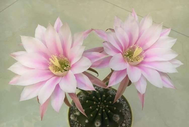 4种花是开花小能手,一养就花开满盆,漂亮又好养活