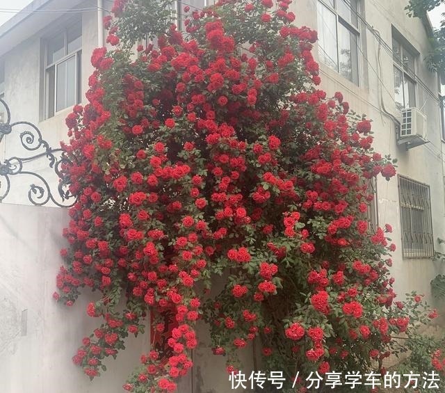 大哥图省钱,给蔷薇浇“金汁”,如今长到2层楼高,花开上万朵!