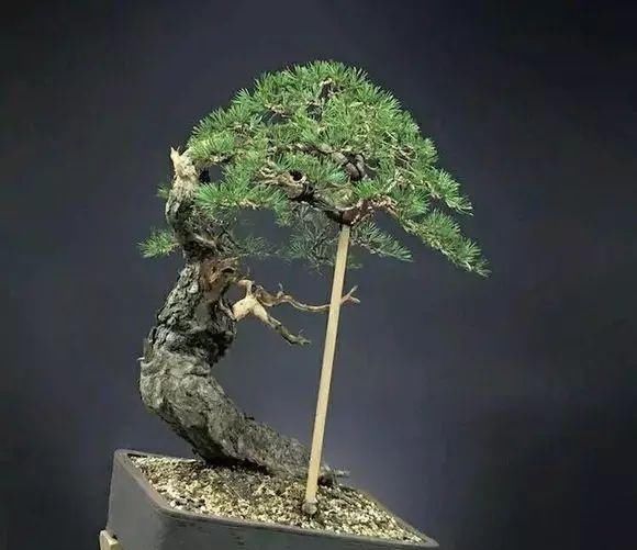 看到这些盆景以前的样子，我也是服了