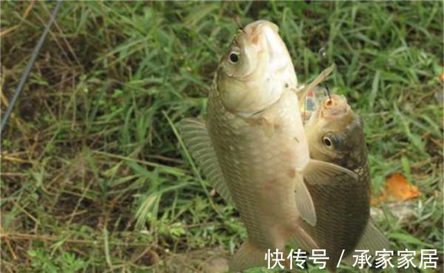 飞铅钓法详解:把铅坠往上提就叫飞铅钓,动态诱鱼的不二选择