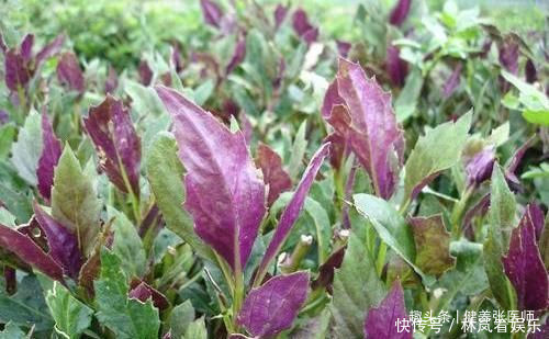 会吃的人才健康,推荐3种食物,排毒清肠,降压减脂,好处多多