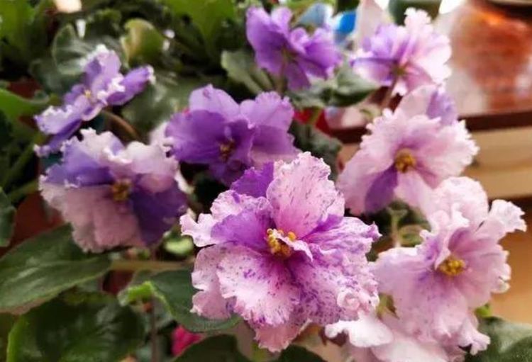 喜欢养花,不妨试试这几款,开花似花海,花型独特又美观