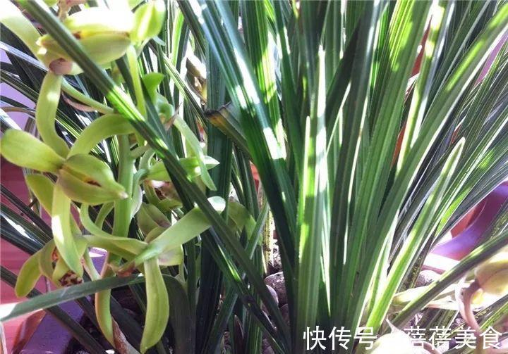 这花先别搬进屋,放外面冻20天,很快就开花