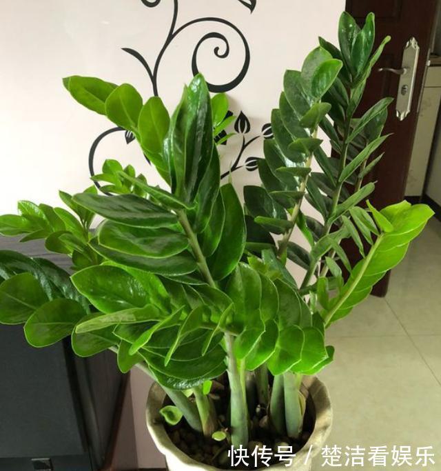 叶片|金钱树养不好掌握“2点”，叶片绿得滴油，盆里全是“大土豆”