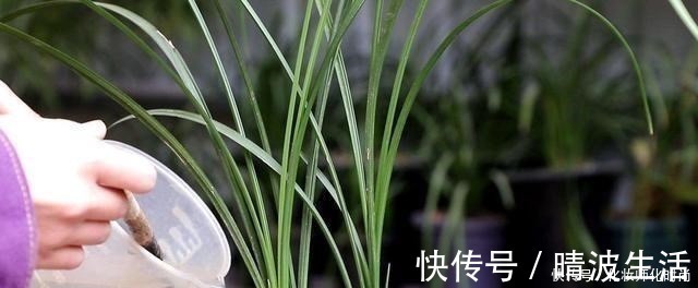兰花|养兰花就一点,养好根就长得旺,其中配土、施肥是重点