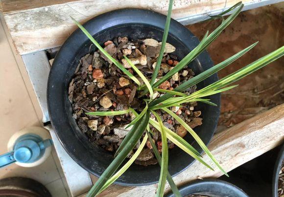 花期|养“惠兰”最省心,30天浇次水,叶子绿油油,花期长达60天