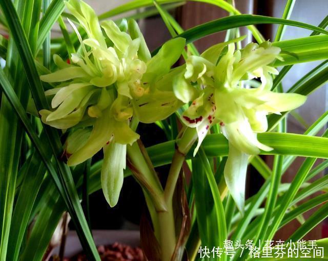 花瓣|这款兰花,一盆能香遍一条街,花型奇特,花瓣多到数不清,值得养