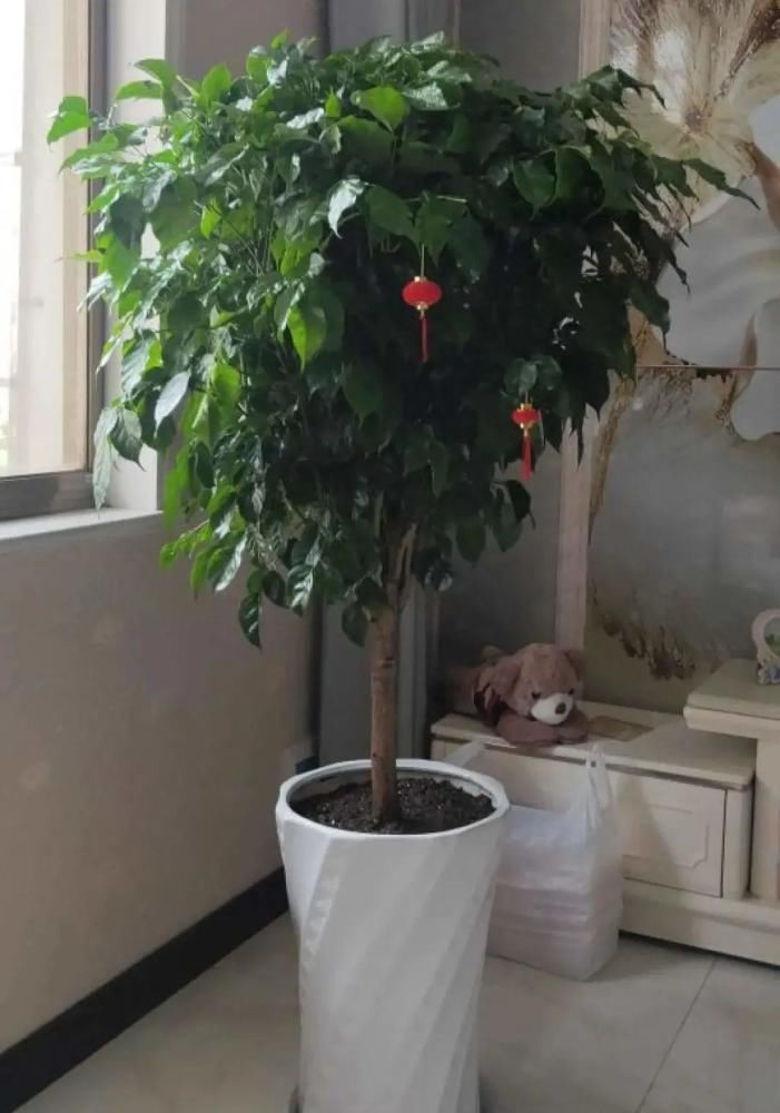 5度以下，常见的21种花必须断水，不然都烂根了