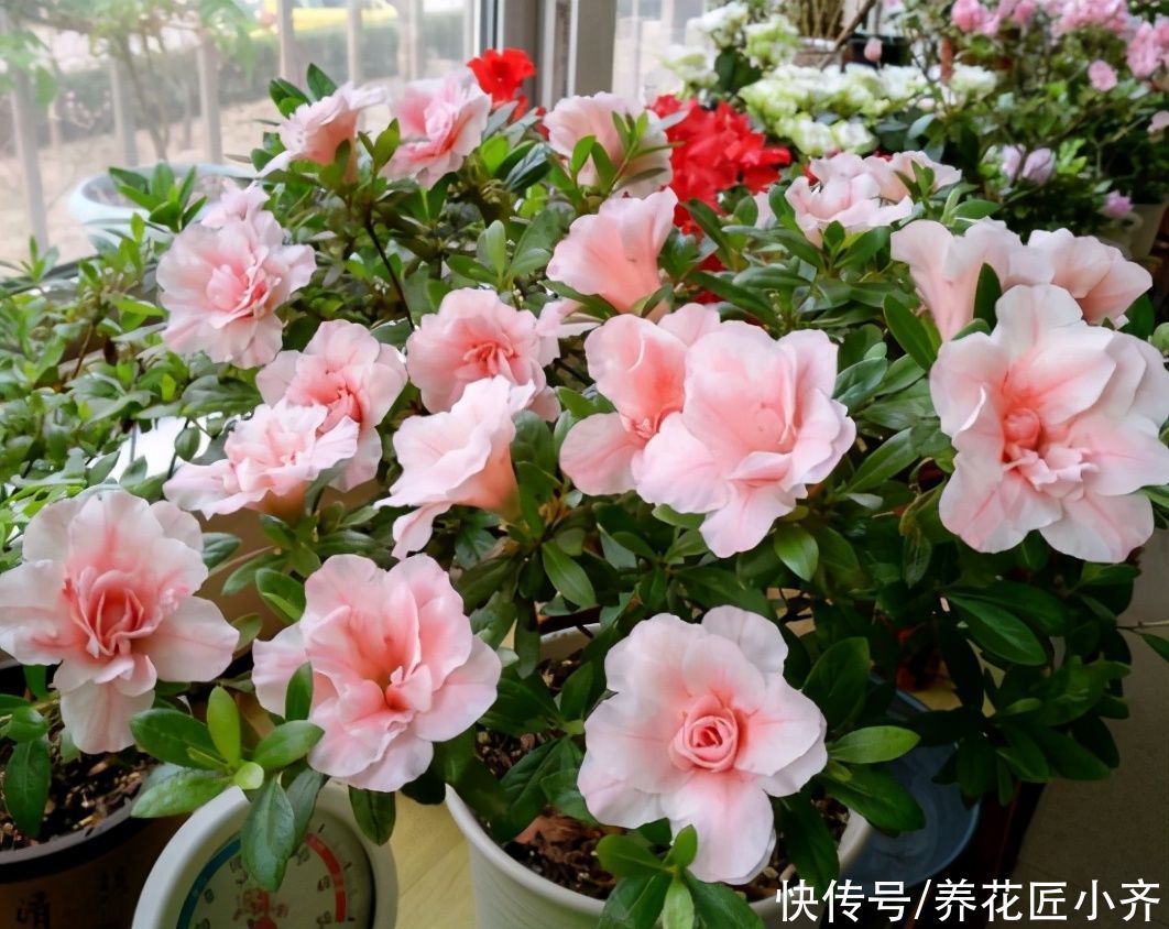 家中如果养着“夏必死”花卉，想要不出意外，必须这样做