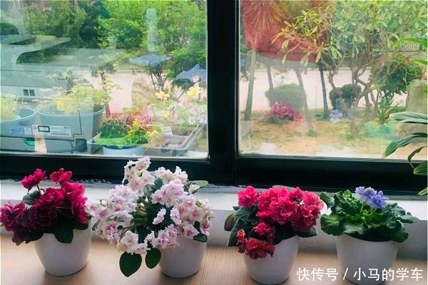谁说室内养不好花这12种一养就开花,还特漂亮,喜欢养花别错过!