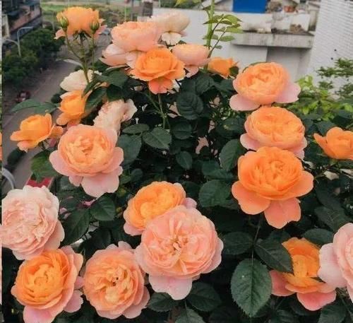 阳台再小,也要养一盆果汁阳台,上盆一个多月就有花赏