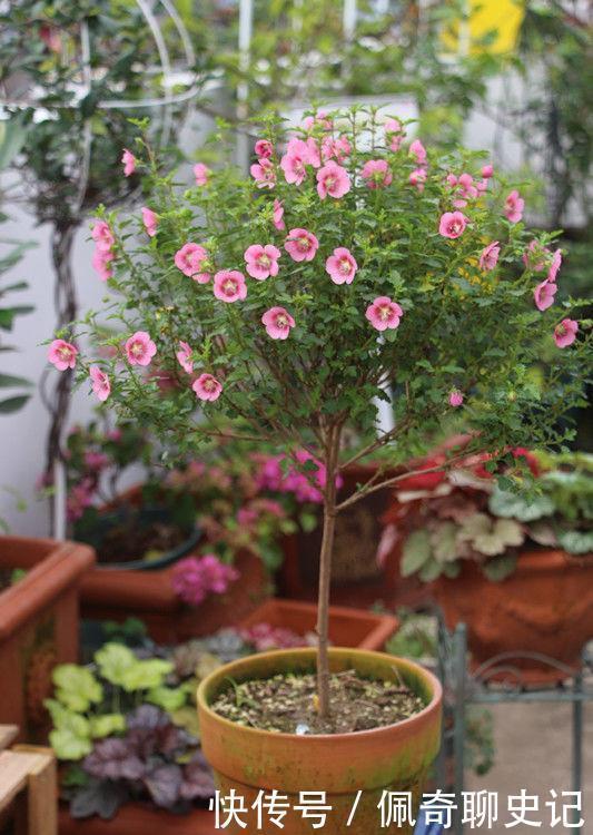 养花试试这几款,花开繁盛花香怡人,惊艳如花球,美翻了