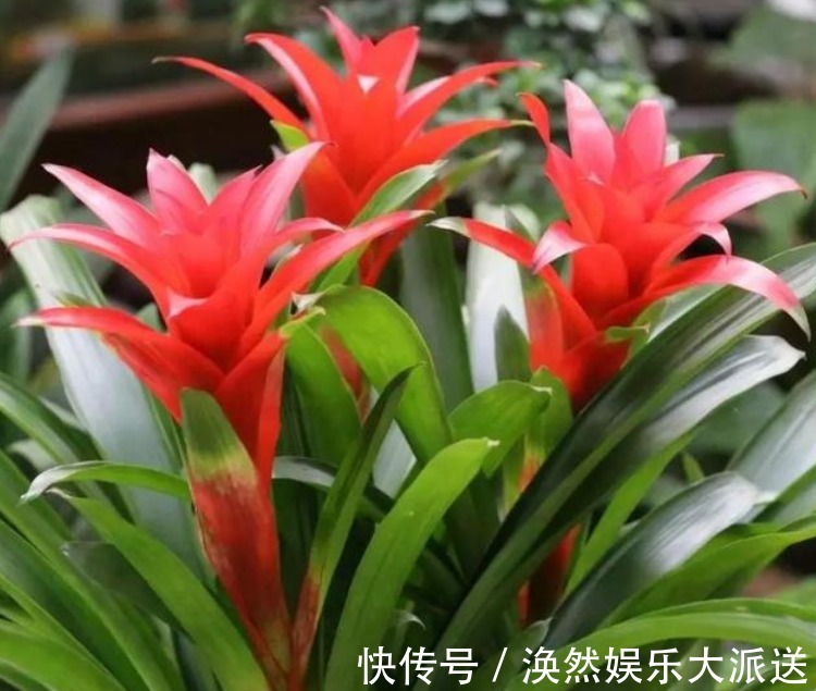 植株|有钱人最喜欢养“3种花”,四季都开花,镇宅又招财,比绿萝好养