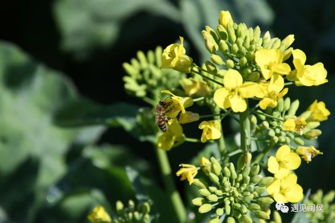 金色花海！福州油菜花开了！【区县头条】