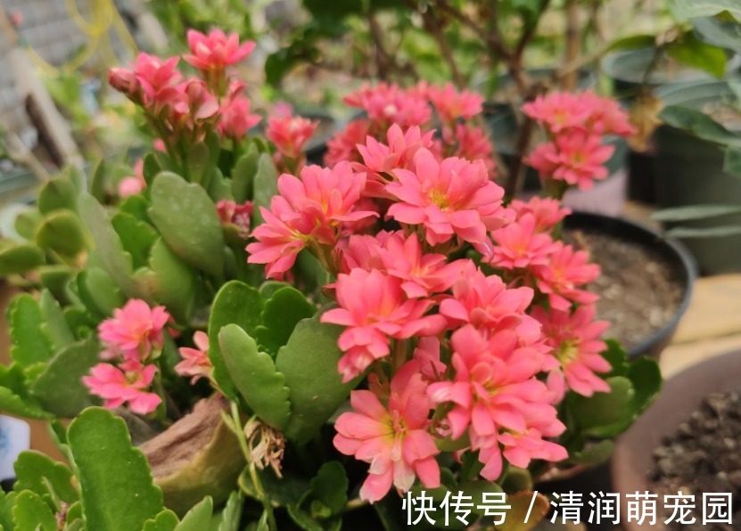 新芽|夏季的长寿花,做好“二少二不缺”,植株健壮不黑腐,新芽能翻倍