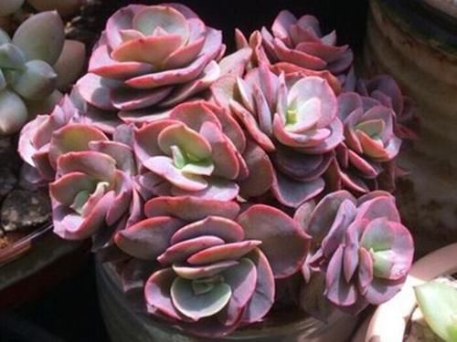 越来越多雷同的多肉，更让人感觉这些肉肉无可取代，不可复制