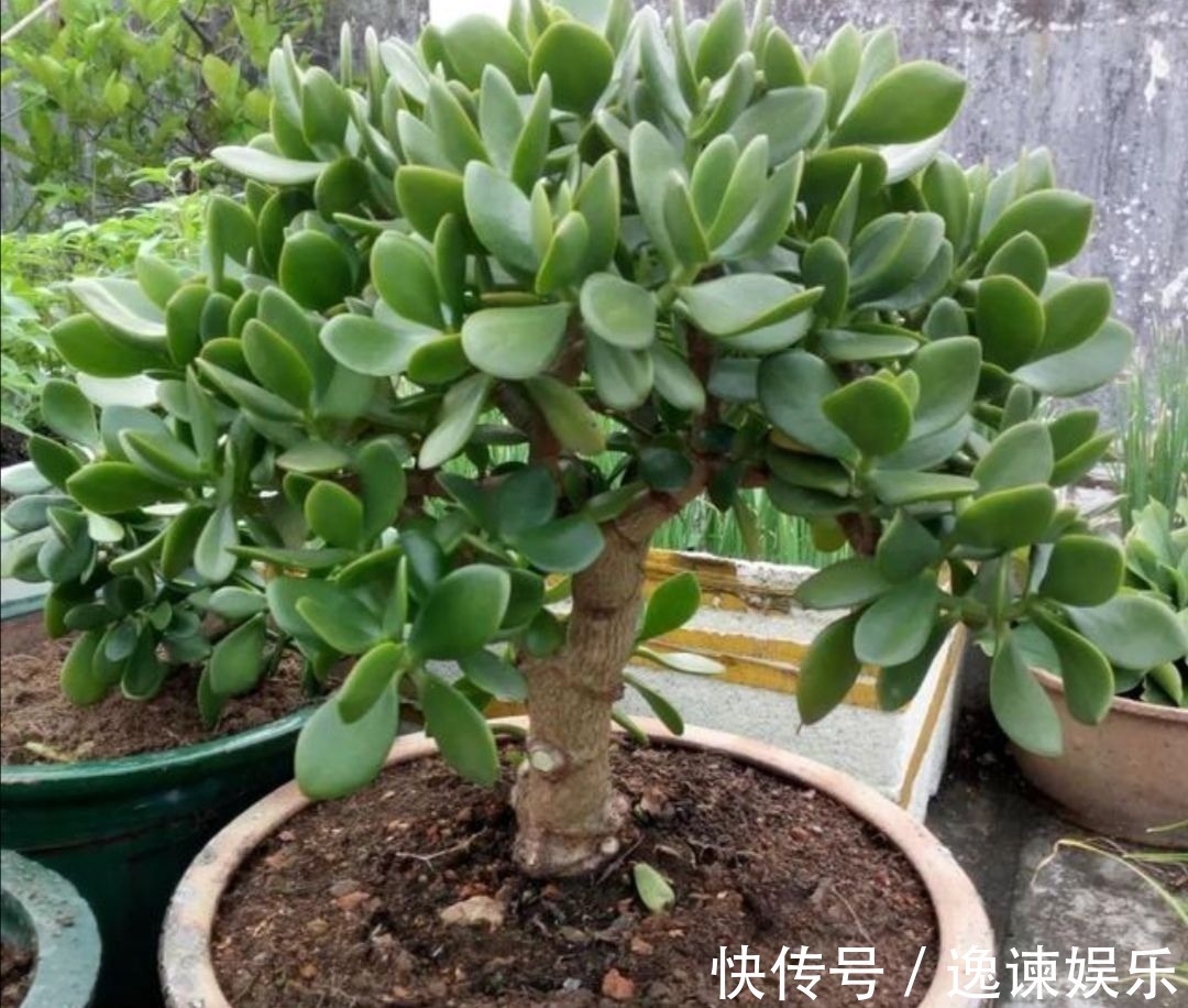 玉树|2种植物长得快，三五年养成老桩，越养越值钱