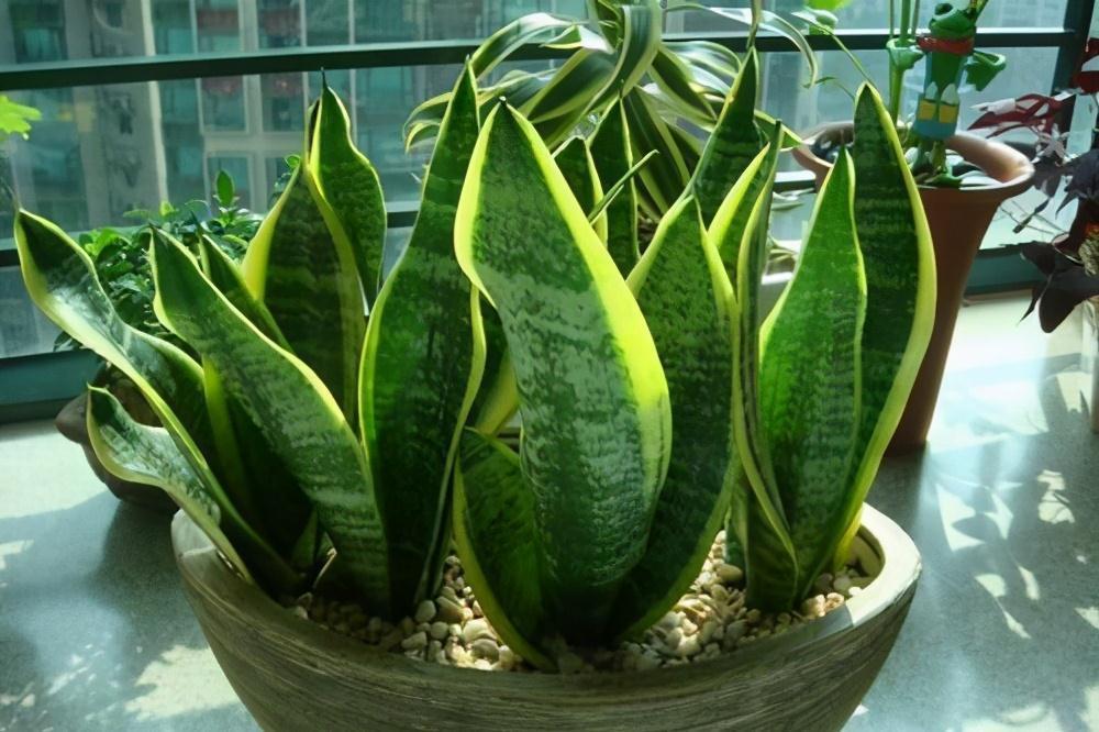 虎皮兰叶黄，枯萎，教你三个小诀窍，1星期就往上窜5厘米