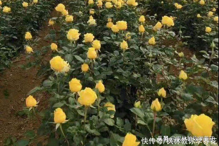 我发现！“月季花”不同“花色”之间，存在品种差异性