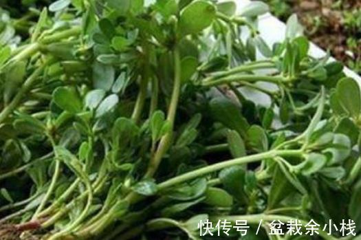 马生菜|冬季阳台种马生菜,多晒太阳少浇水,叶子蹭蹭长