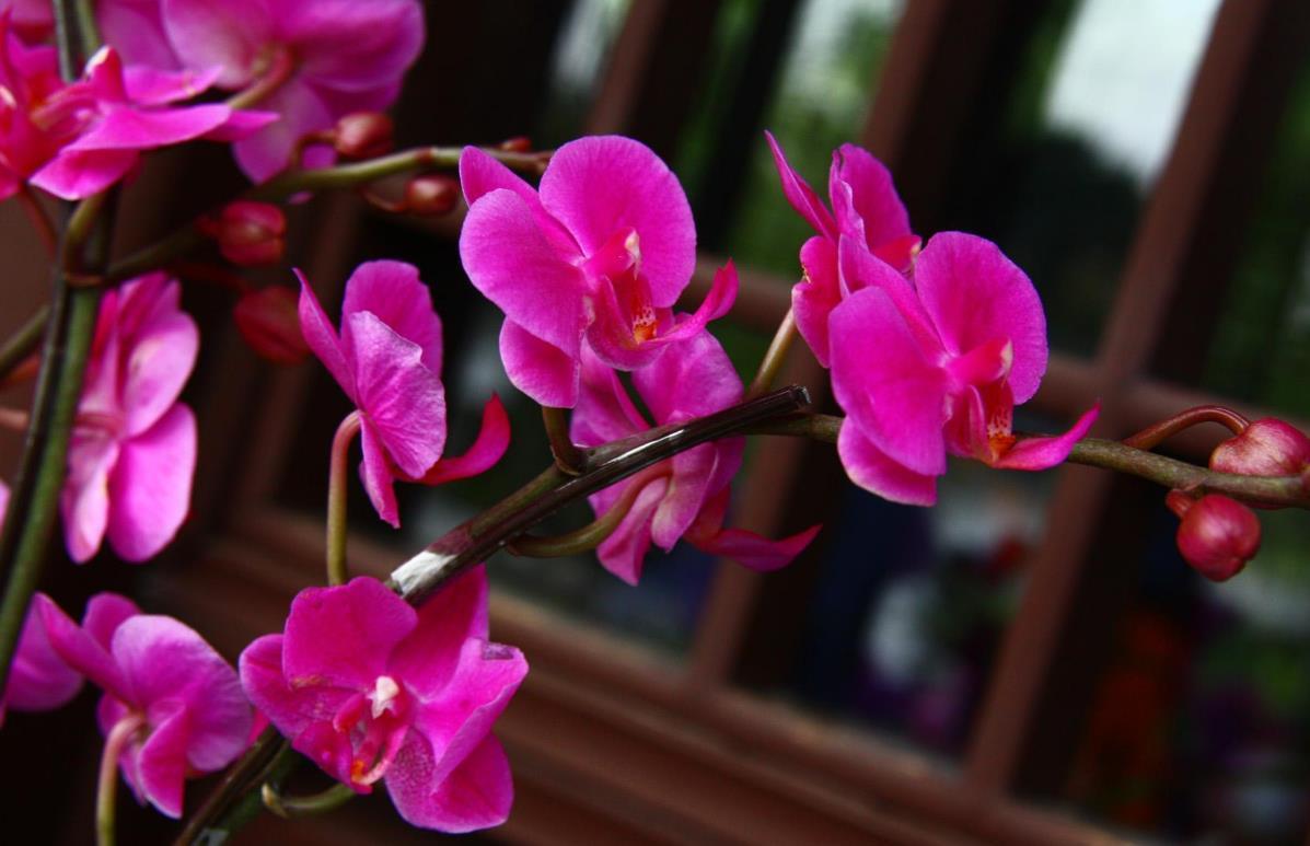 腐烂|家里养兰花，学会几种肥料“搭配方式”，花开香喷喷