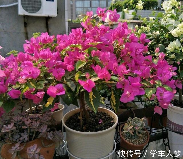养花要“舍得剪”，把这6种花卉剪成“光杆子”，开花变成棒棒糖！