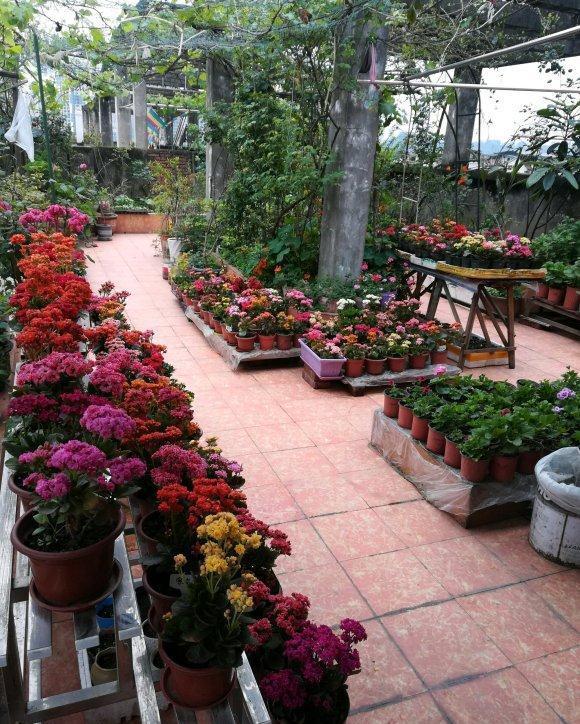 长寿花有“4喜3怕”,避开小坑,快速开花一大片,太省心了