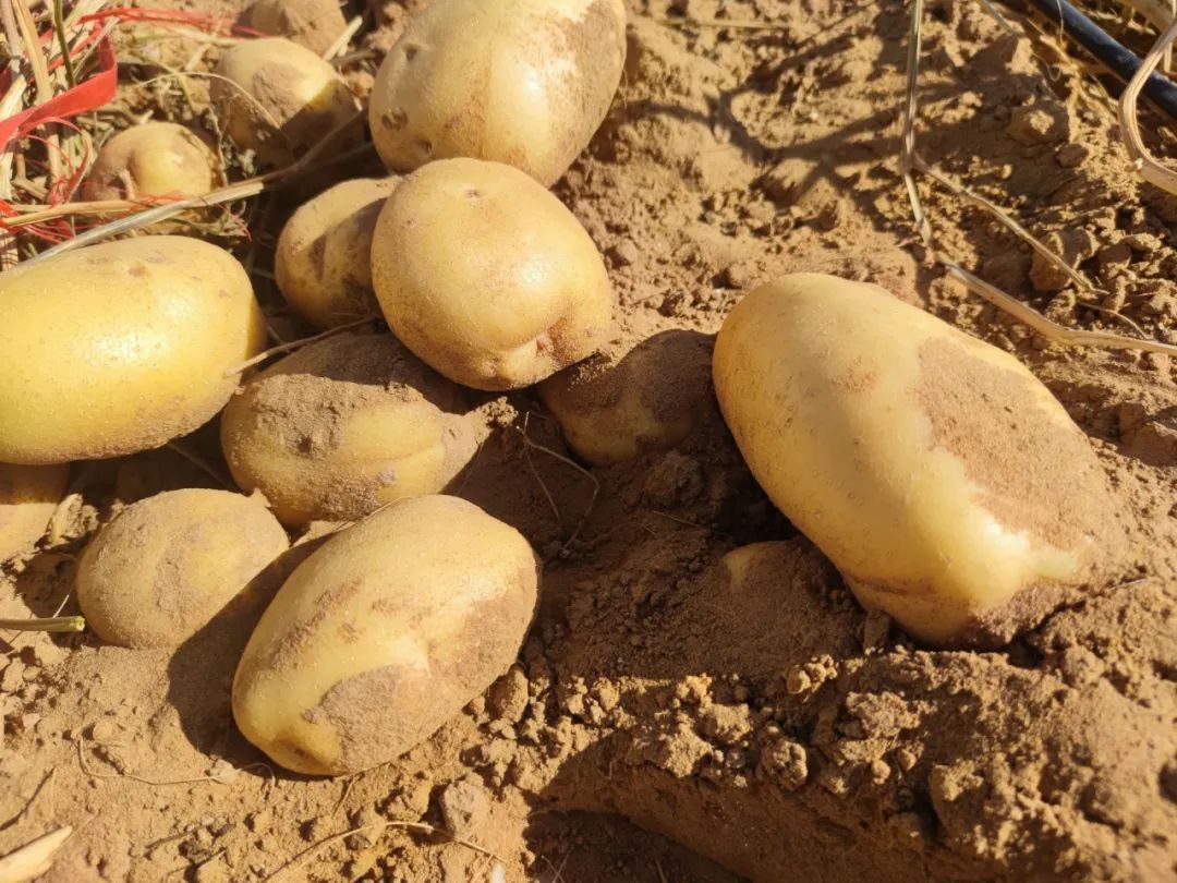 住商肥料脲醛减肥增效中国行愁人的金疙瘩