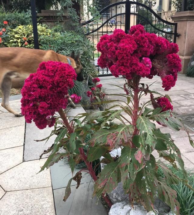 朱顶红|真正的花坚强,墙缝、地缝都能长,开花特别旺!