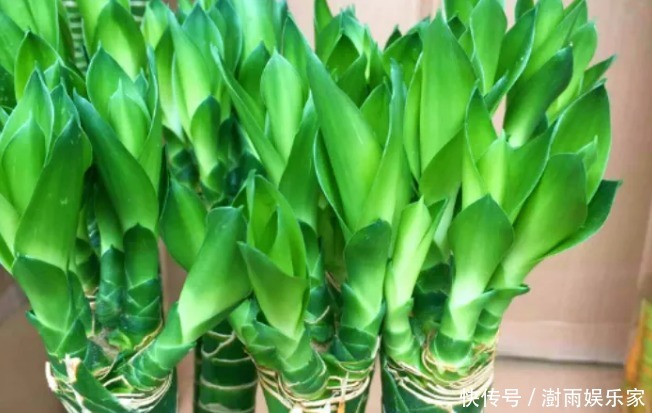 清水|还在用清水浇绿萝别傻了,绿萝是个“大酒鬼”,一小勺就爆盆!
