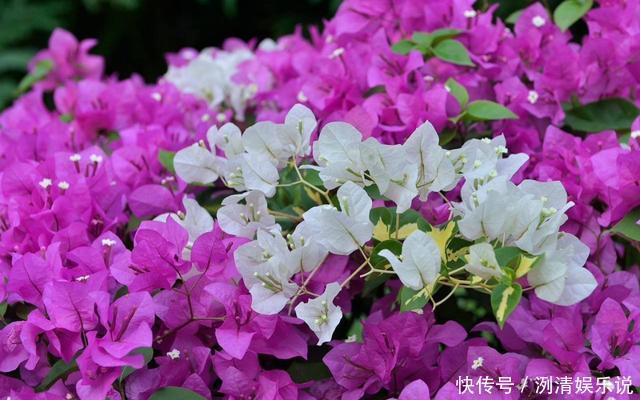 养护|家里的三角梅开败后迟迟不复花,做好几点,不到一月就花开爆盆