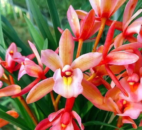 它是兰花中的“香祖”,红杆红花,一开就是20朵,每年可开花3次