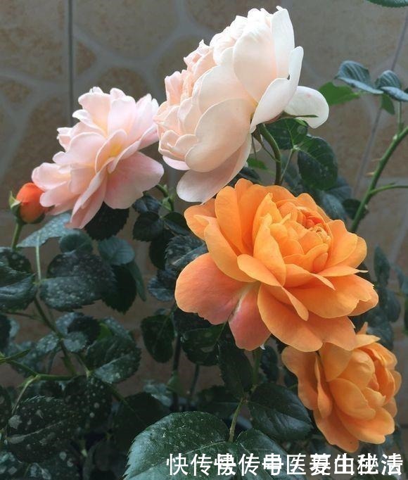 枝条|家庭月季花“剪枝”有窍门,定期修剪枝条,开花才会越开越多!